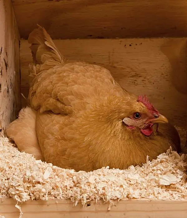 A Golden Sex Link Hen Laying Eggs