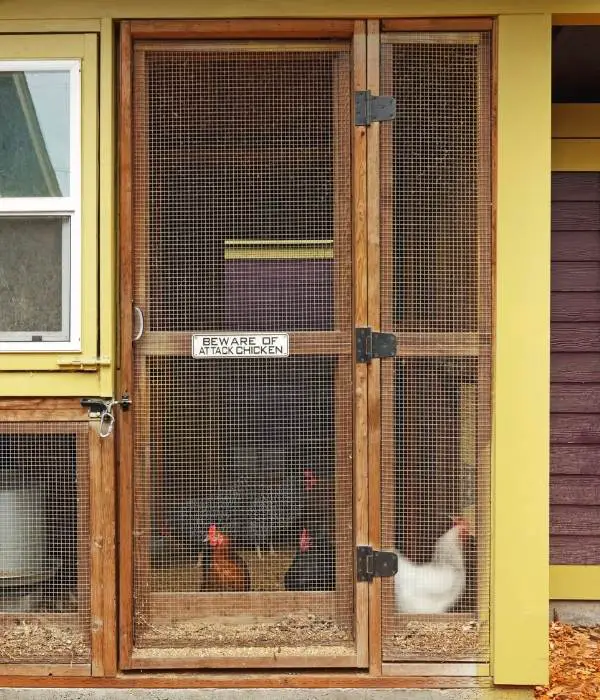 chicken coop doors with large mesh