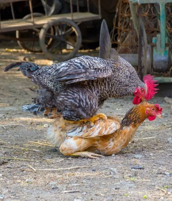 rooster and hen mating picture