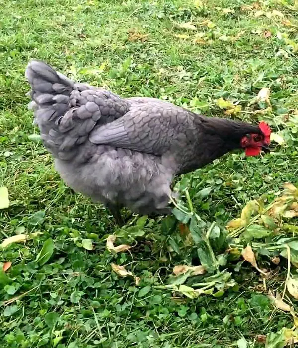 Blue Sapphire Olive Egger Chicken Breed