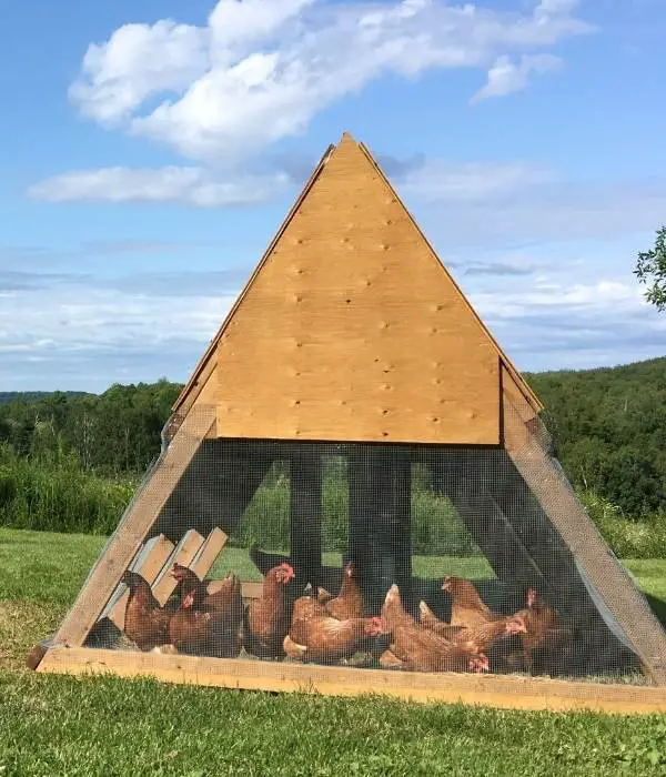 triangular netting for chicken coop air flow ventilation