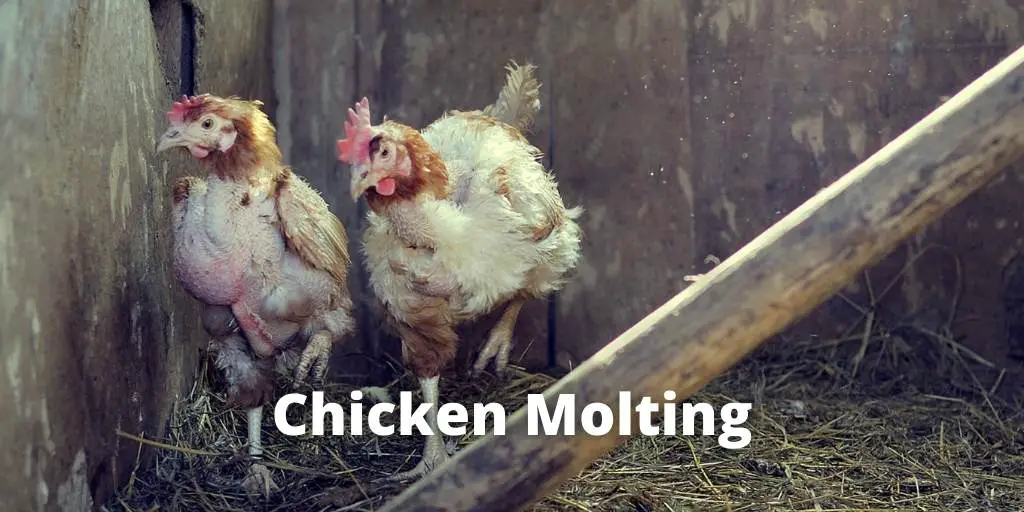 Chicken Molting: Why, When, Symptoms, Care Tips, Diet