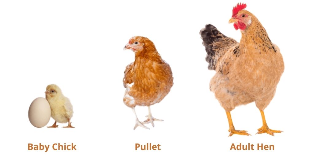 baby chick vs pullet vs adult hen in life stages of a chicken 