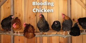 Chicken Roosting: Types, Need, Space, & DIY Ideas