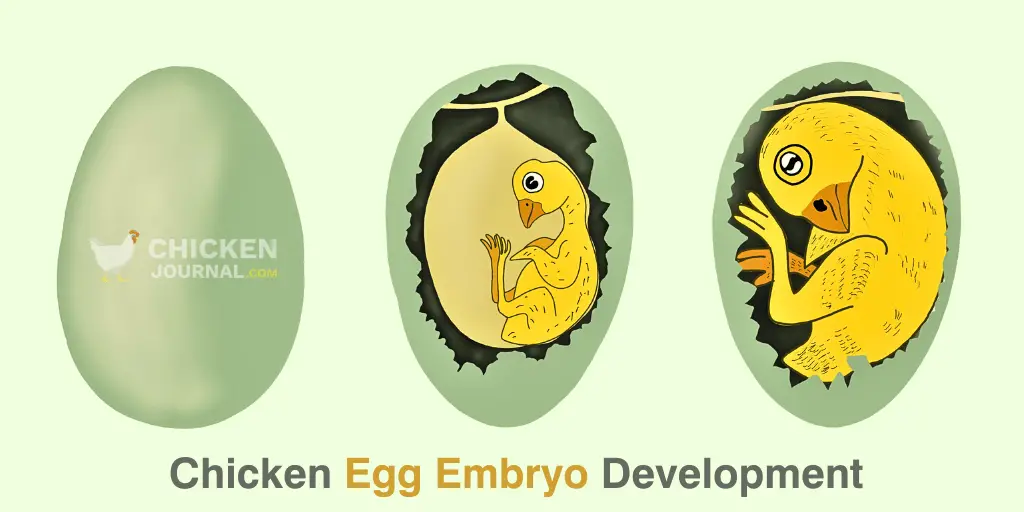 Embryo Stage or Hatching Stages of The Chicken Life Cycle