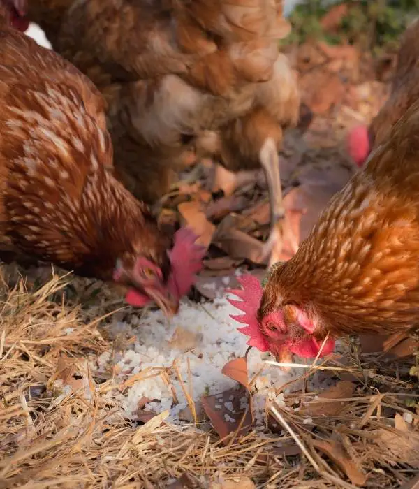 When Can Chickens Start Eating Food Scraps?