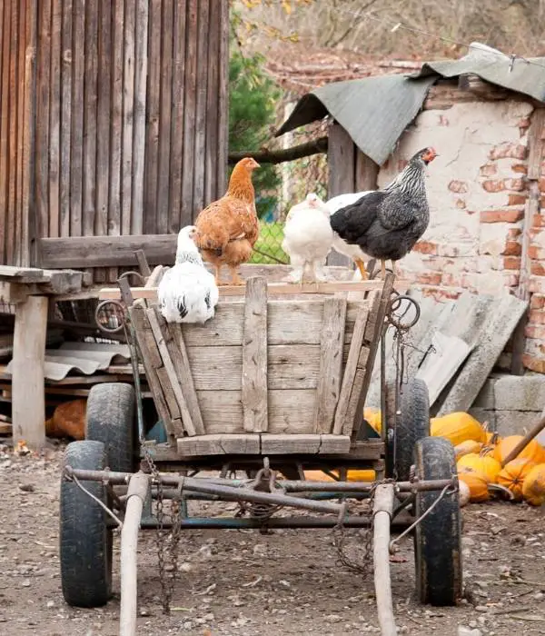 backyard chicken roosting