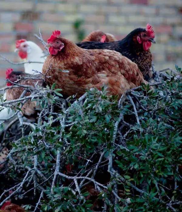 chicken's roosting on tree