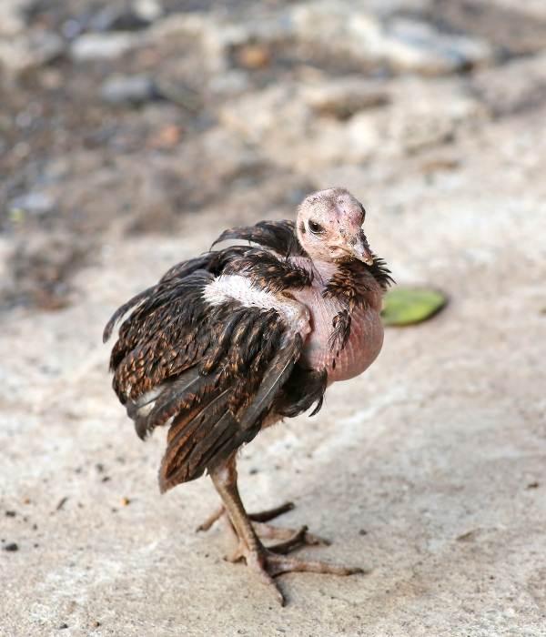 A weak chicken with molting (falling feathers) and droopy look