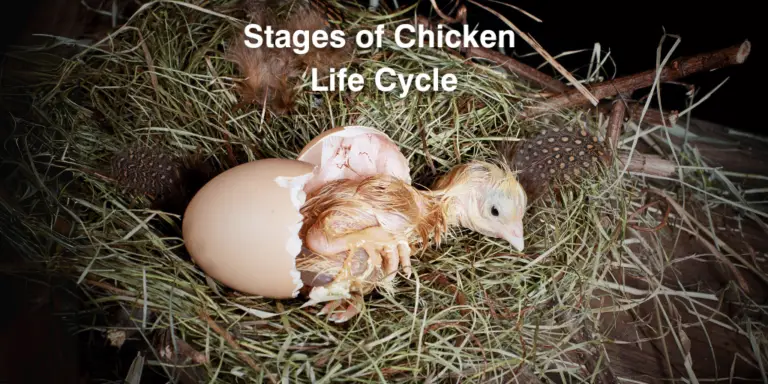 4 Stages of Chicken Life Cycle: Development & Growth Stages