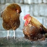 Chicken Roosting: Types, Need, Space, &Amp; Diy Ideas 7 two chickens roosting on a tree branch