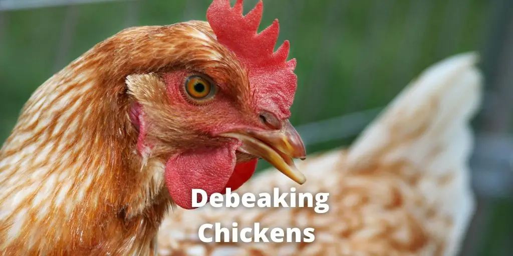 Debeaking Chickens: Purpose, Pros, Cons, FAQs