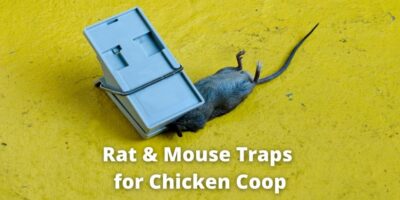 Best 10 Rat & Mouse Traps For Chicken Coop And Barn - Rat Mouse Traps For Chicken Coop 400x200