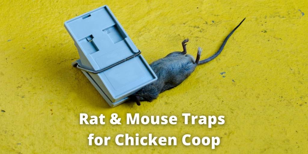 rat and mouse trap for chicken coop