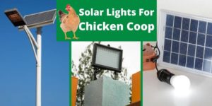 best solar chicken coop lights