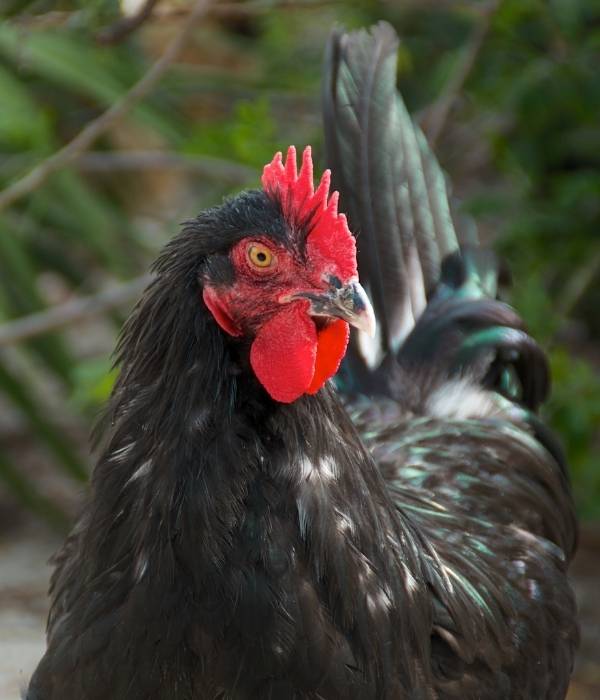 headshot of a black copper marans chicken