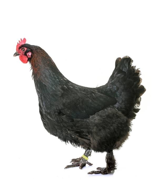 A full image of black copper marans chicken