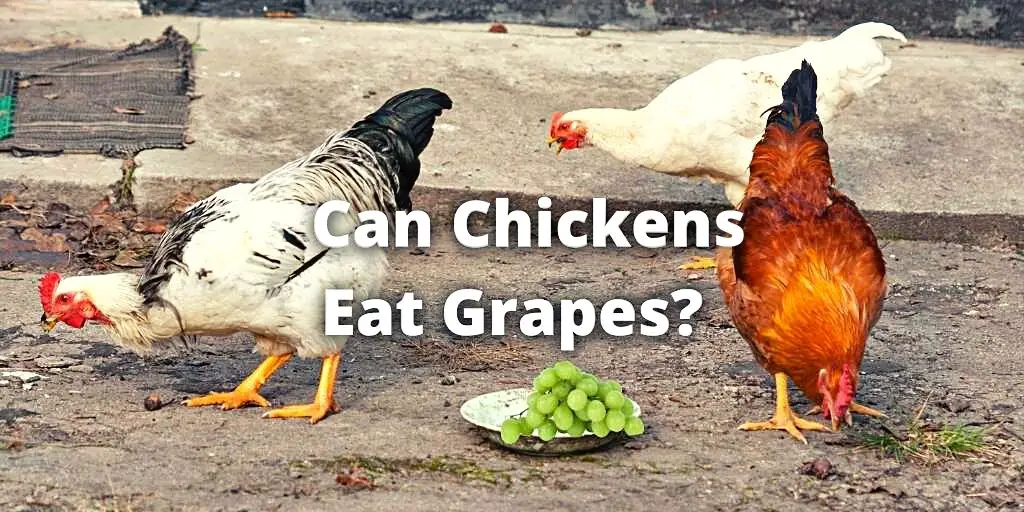 Can Chickens Eat Grapes? Health Benefits & Side-Effects