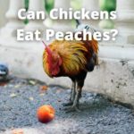 can chicken have peaches
