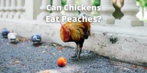 can chicken have peaches