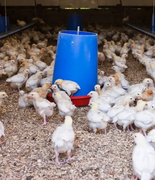 Benefits of Using a Good Chicken Feeder in The Coop