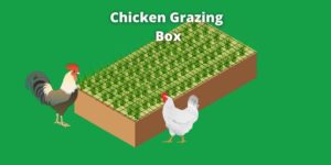 how to buid a chicken grazing box
