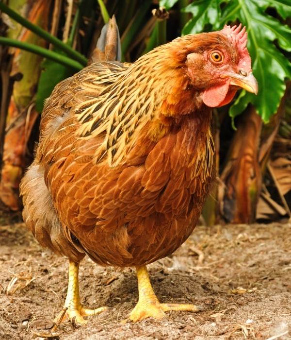 welsummer hen with furry chicken