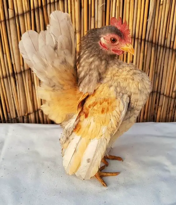 A Wheaten Serama Chicken Picture