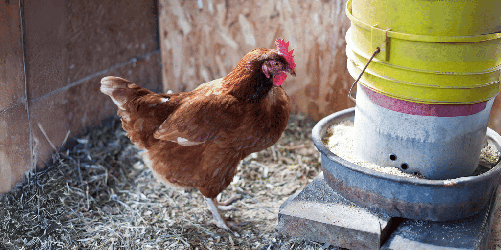 Best Automatic Chicken Feeders (Gravity, Treadle, Photocell &Amp; Smart) 2 Best Automatic Chicken Feeders (Gravity, Treadle, Photocell & Smart)