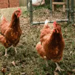 Isa Brown Chicken Breed Guide: Size, Variety, Eggs, Care & Pictures