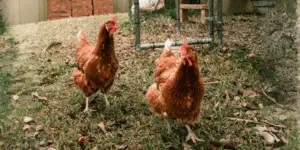 Isa Brown Chicken Breed Guide: Size, Variety, Eggs, Care & Pictures