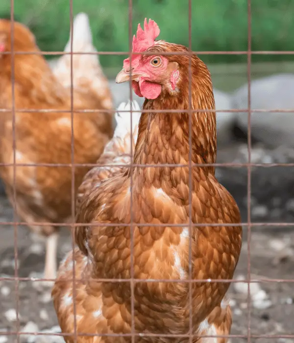 Isa brown chickens inside fencing