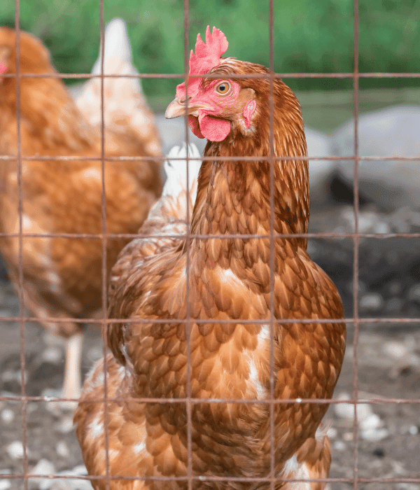 Chickens protected inside a secure fenced run