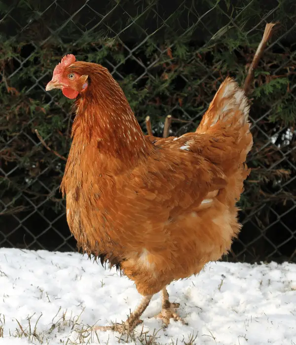 isa brown free-ranging in freezing cold temp