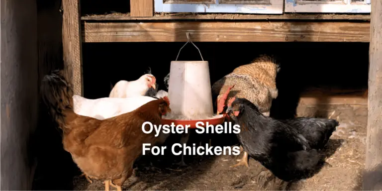 Oyster Shells For Chickens: Do Your Chickens Need Them?