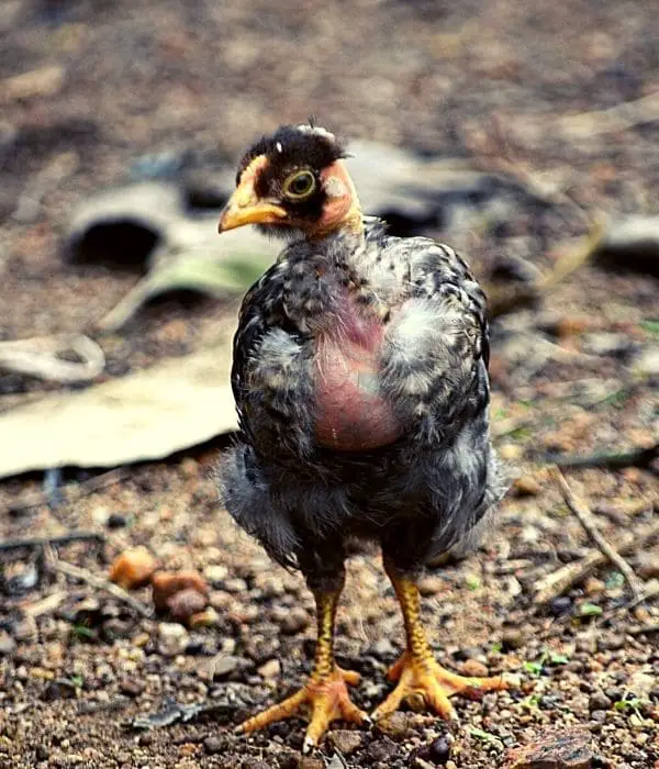 7-8 week naked neck baby chicks