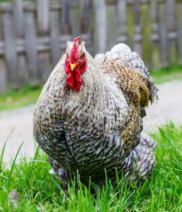 Barred Cochin Rooster Front View