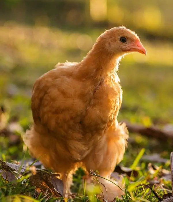 A Buff Cochin Pullet