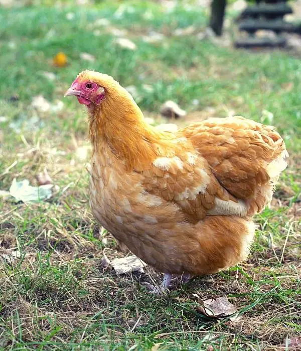 a buff orpington hen