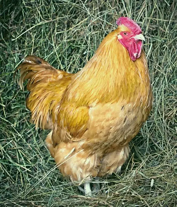A Buff Orpington Rooster in Backyard