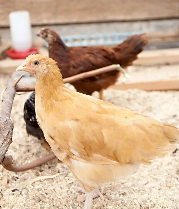 A Buff Orpington Pullet