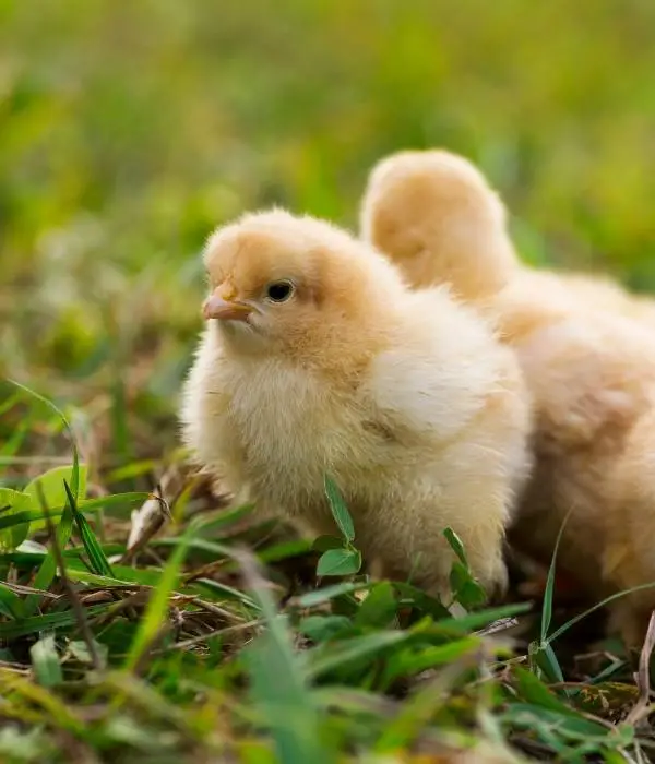 A Buff Orpington Baby Chicks