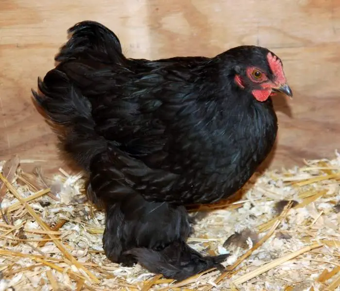 A Bantam Cochin Hen