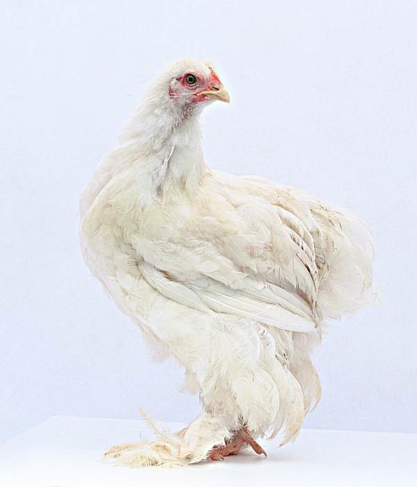 A white cochin hen picture