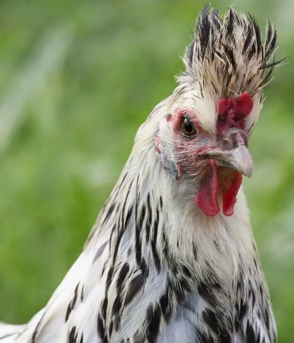 Appenzeller Spitzhauben Chicken Head Picture