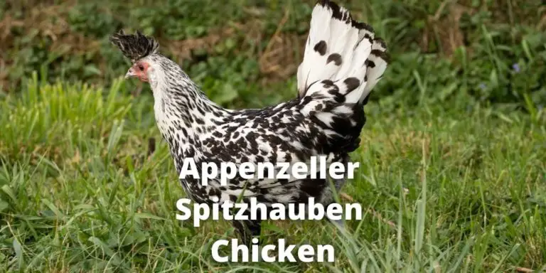 Appenzeller Spitzhauben Chicken: Breed Guide with Images