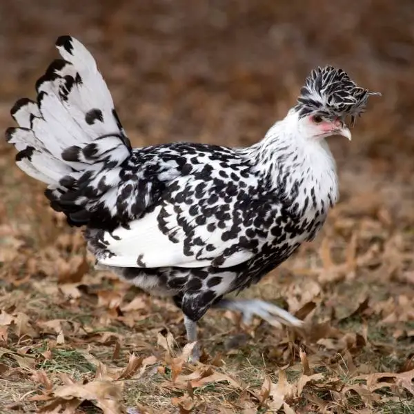 Appenzeller Spitzhauben Chicken Walking on Dry Leaves