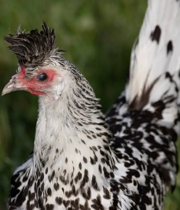 Appenzeller Spitzhauben Chicken Looking Right Image