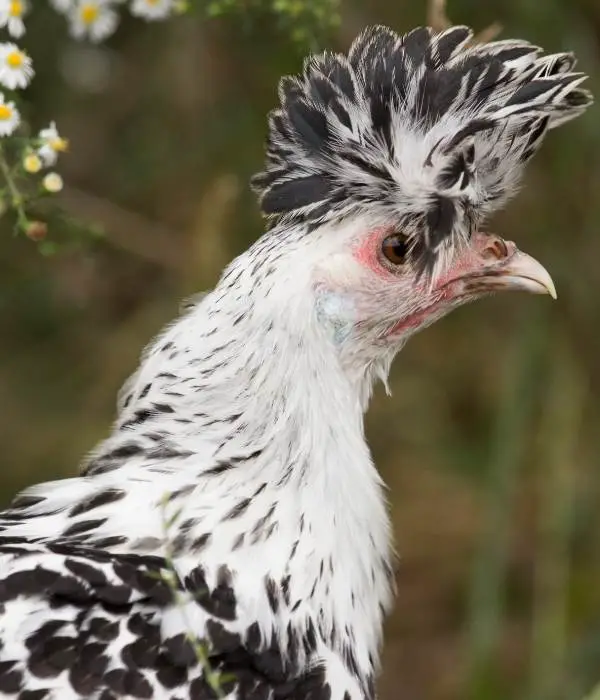 Appenzeller Spitzhauben Chicken Side View Image