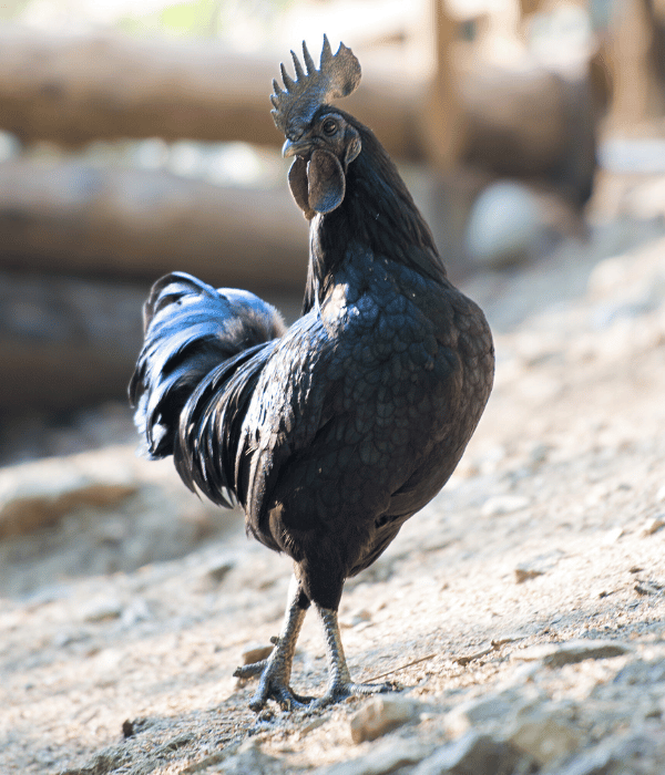 Black Ayam Cemani Rooster